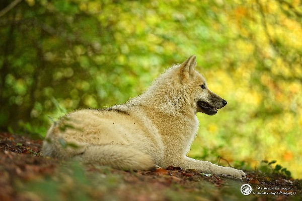 Polarwölfe Arctic wolves Anyu Nova Yuki